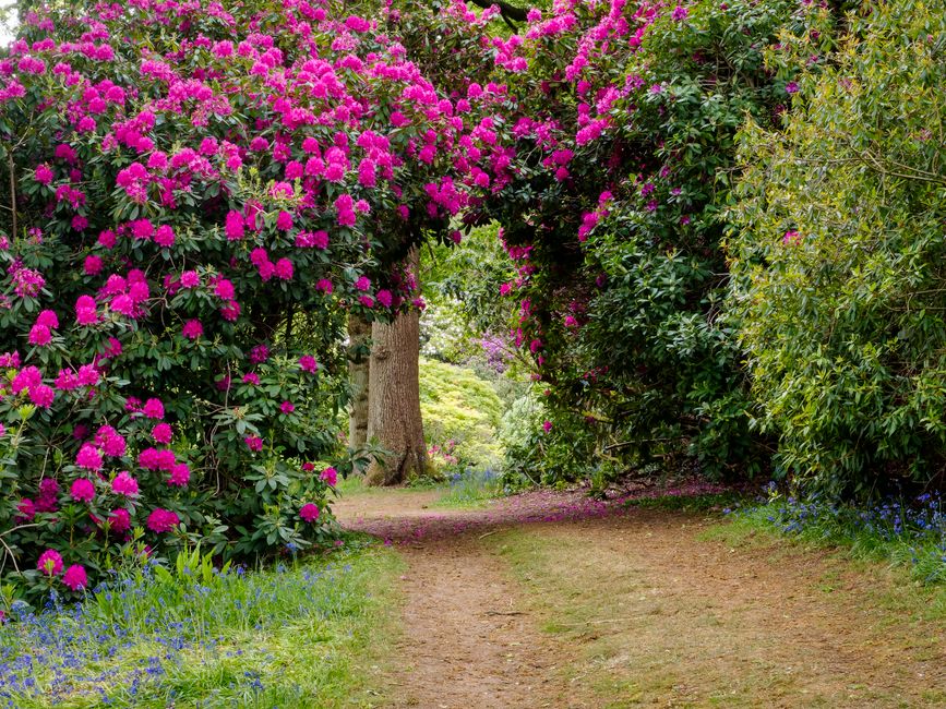 A scenic pathway through a lush garden archway formed by vibrant pink rhododendron flowering bushes on either side. The path is composed of compacted earth with patches of grass and small blue flowers