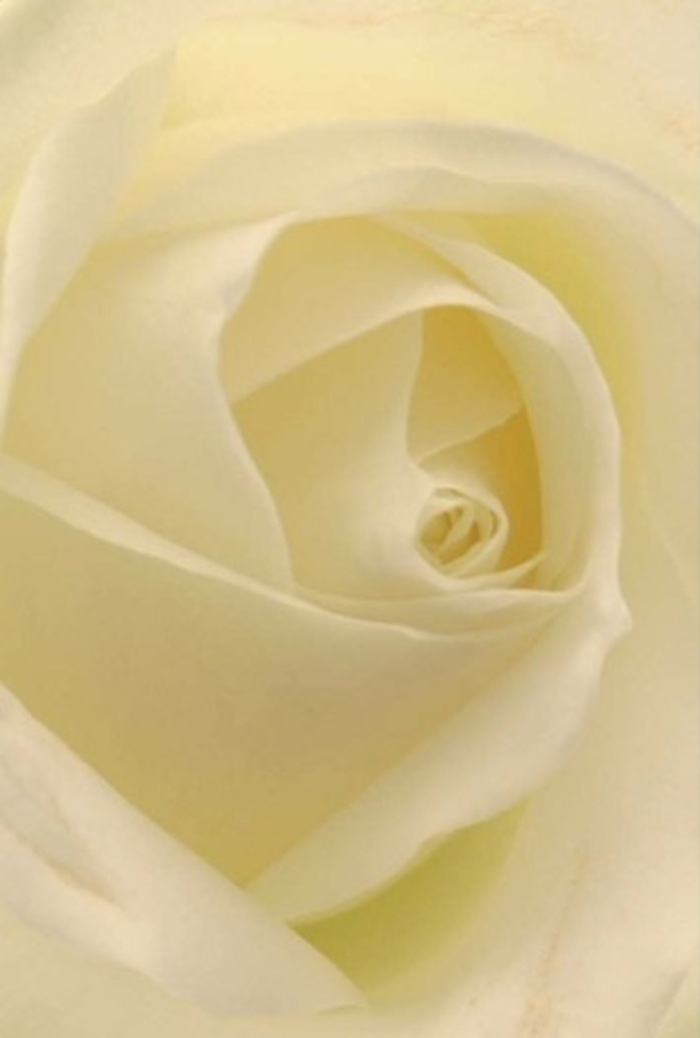 Gazing closely at this classic white rose, arranged for the discerning tastes of our Keston community, one is invited into a meditation on tranquility and refined beauty. The petals-layered in soft whites and subtle creams-catch the light in such a way that the bloom appears to glow from within, echoing the soft atmosphere of peaceful mornings near Keston Ponds. The spiral of the central petals, almost flawless, suggests innocence and resilience; subtle shifts of shadow and hue add dimension that feels alive, much like the ebb and flow of the local landscape. This flower shines as an emblem for so many heartfelt occasions: a romantic gift, a sincere apology, or a classic arrangement for a stately Keston wedding. The scent imagined here is one of pure serenity, clean and enveloping-a comforting presence worthy of marking life's tender milestones. As florists deeply connected to the Keston area, we infuse each bouquet with sensitivity and local artistry, ensuring the rose stands as a true reflection of heartfelt emotion and timeless grace.